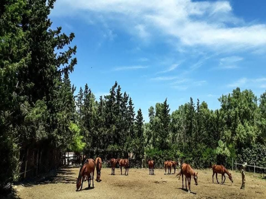 Balade à cheval - Collines de Sidi Thabet Tunis